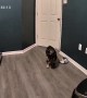 French Bulldog Offended By Closed Door Slams Into It