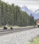 Grizzly Mama and Cub Dodge a Train