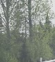Moose Calf Tries To Get Over Highway Rail