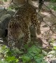 Leopard Comes To Check On Crying Baby