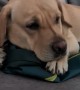 Upset Labrador Gives Owner The Silent Treatment