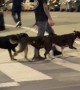 Well-Trained Dogs Spotted Crossing Denver Street In Sync