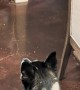Dog Gets Upset At Stolen Cheese Tax