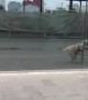 Happy Dog Finds a Playmate in Its Reflection