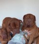 Small Human Massive Dog Squad