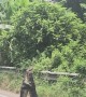 Two Monitor Lizards Wrestling on the Road