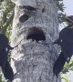 Woodpecker Parents Feeding Their Baby
