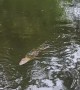 Even Alligators Like Boiled Crawfish