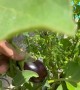 An Eggplant With an Eggplant
