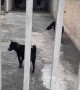 Dog Helps Delivers Package To Doorstep