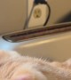 Parker Eating Peanut Butter Gets Toaster Surprise