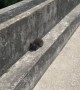 Catching a Feisty Stray Kitten