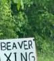 Beaver Waits Patiently at Beaver Crossing Sign