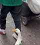 Waddling to Victory