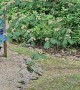 Momma Bear and Cubs Hammock Havoc