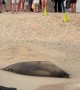 Audience Watches Sleepy Hawaiian Monk Seal Wake Up From a Nap