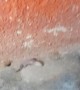 Little Lizard Plays Dead