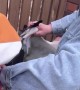 Helping A Stork With Its Wing Stuck in a Wire