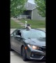 Great Dane Peaking Though Her "Sunwoof"