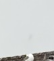 Seagull Stares Straight Up in Hailstorm