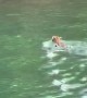Two Dudes and a Bobcat out for a Swim