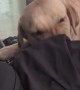 Labrador Won't Stop Searching for Missing Crumb