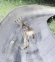 Young Deer Gets Stuck on on Bobsled Track