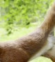 This Squirrel Must Do Pilates