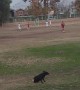 Dog Rolls Around for Cheering Crowd