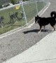 Dog Jumps Fence to Say Hi