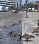 Baby Geese Playing in a Flooded Pothole