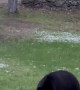 Black Bear Tears Down Feeder