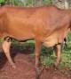 Nonchalant Cow Dismantles Fence