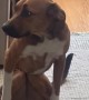 Anxious Dog Sits With Bent Knees