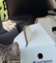 Cat Escapes Cardboard Carrier