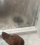 Some Dogs Feel the Rain, Others Just Get Wet