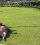 Bird Perches on Unbothered Capybara