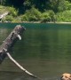 A Dog Determined to Get Her Stick