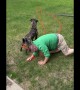 Pitbull Chases Squirrel and Yanks Owner From Front Steps