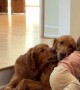 These Golden Retrievers Are a Toddler's Best Friends