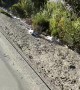 Homie Helps Out a Little Fox