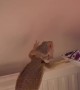 Bearded Dragon Loves to Climb
