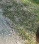Deaf Dog Doesn't Know What a Bark Is Supposed to Sound Like