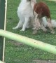 Young Alpaca is Best Friends With Guardian Dog