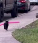 Pool Noodle Stolen by Neighbor Kitty