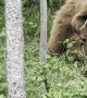 Moose Leads Vehicle and to Her Calf Being Mauled by Bear