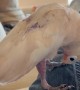 Cockatoo Realizes She Has Feet