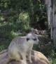 Meerkat Takes a Ride on a Tortoise