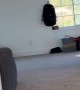 Client's Dog Zoomies Too Close to the Sun