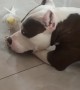 Cockatiel Sings to Companion Dog
